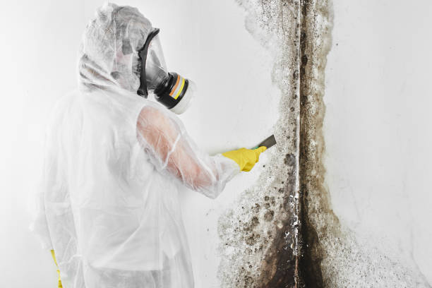 Best Mold Testing and Removal  in Dewitt, MI