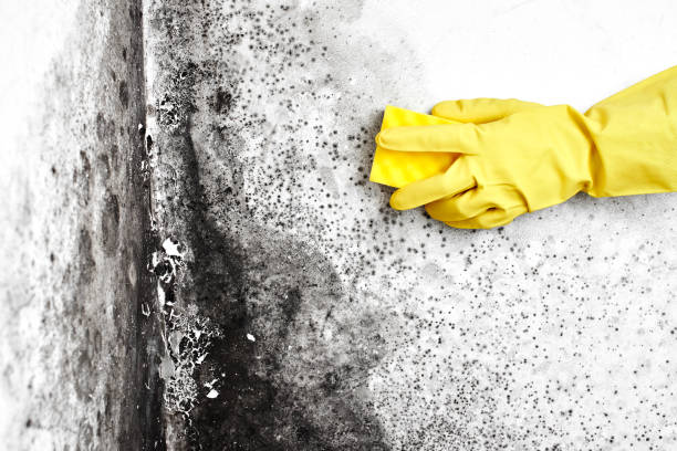 Best Mold Cleaning Services  in Dewitt, MI