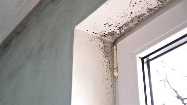 Best Emergency Mold Removal  in Dewitt, MI