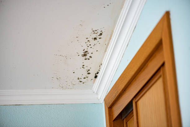 Best Mold Testing and Removal  in Dewitt, MI