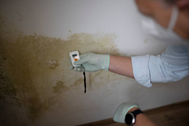 Professional Mold Removal in Dewitt, MI