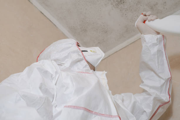 Best Black Mold Removal  in Dewitt, MI