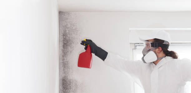 Best Attic Mold Removal  in Dewitt, MI