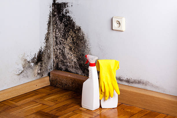 Best Mold Damage Repair  in Dewitt, MI