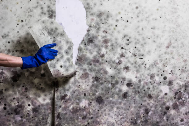 Best Mold Testing  in Dewitt, MI