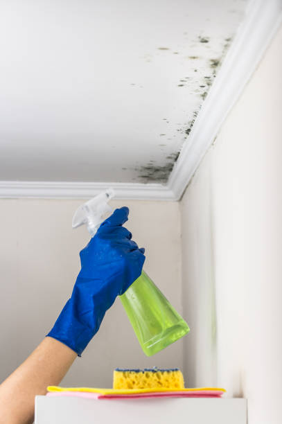 Best Attic Mold Removal  in Dewitt, MI