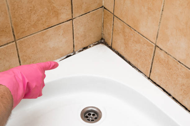 Best Professional Mold Removal  in Dewitt, MI