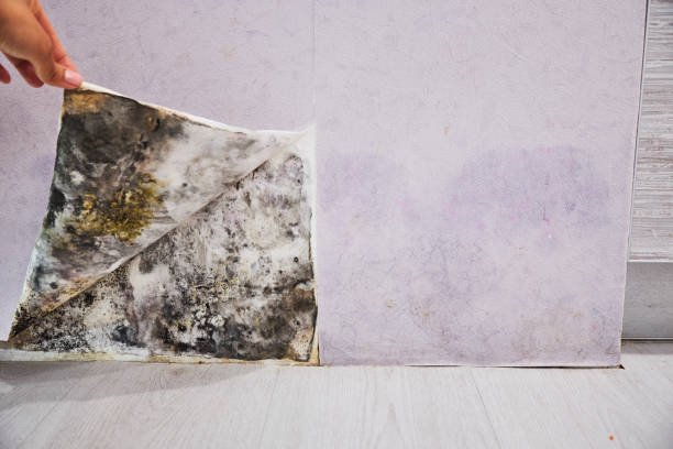 Best Mold Damage Repair  in Dewitt, MI